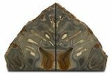 Polished Petrified Wood Bookends - Stinking Water Creek, Oregon #344143-1